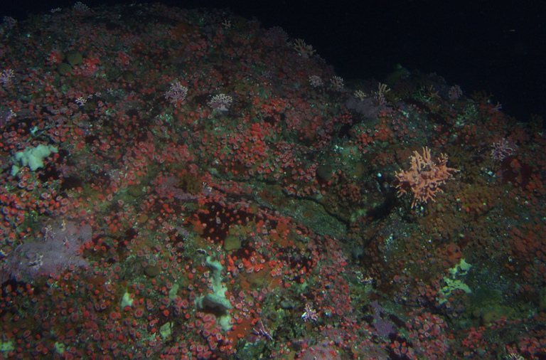 Rocky reef