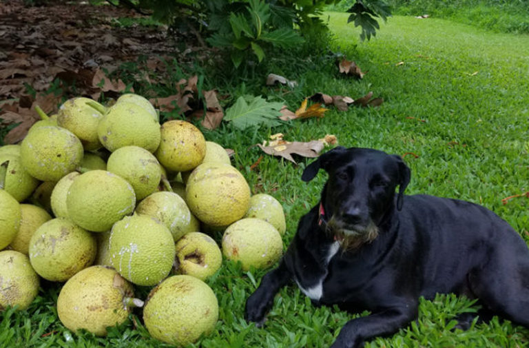 Breadfruit