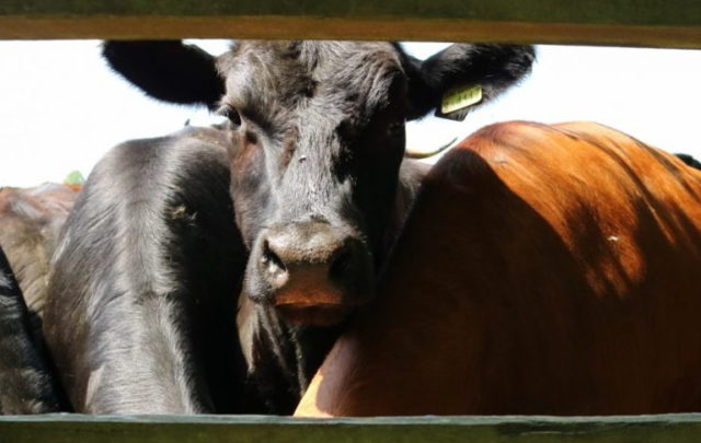 Free range cows