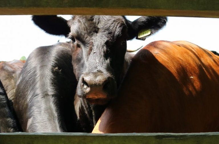 Free range cows