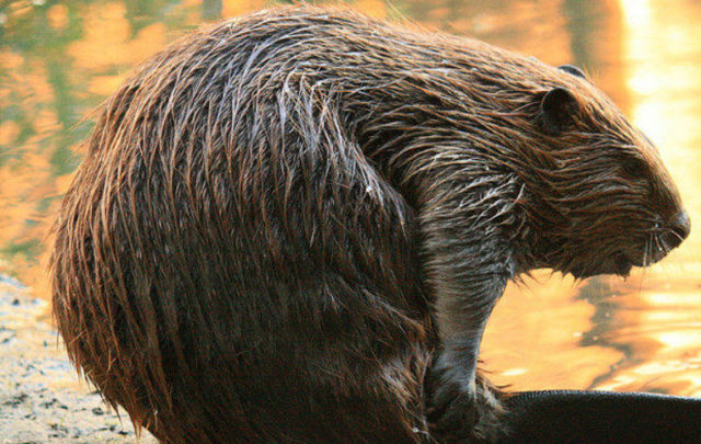 beaver image