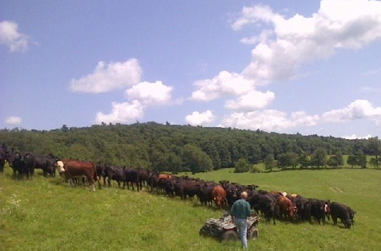 Grass-fed beef
