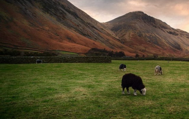 uplands farming