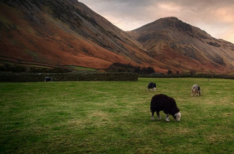 uplands farming