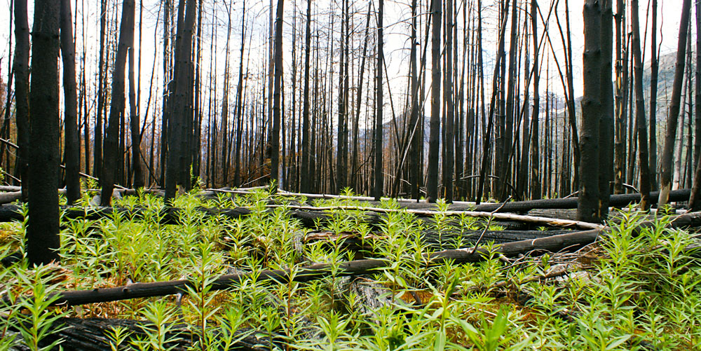 After forest fire