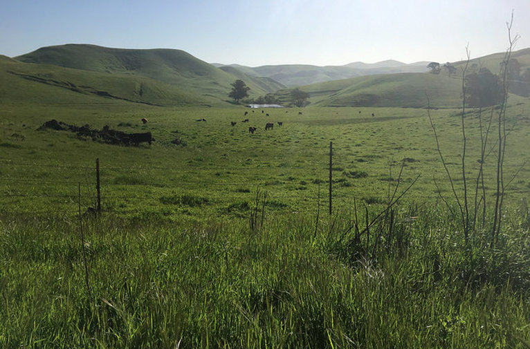 Vallejo hills