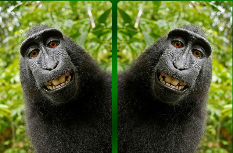 Naruto the ape