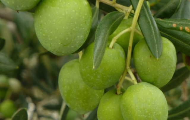 Olive oil