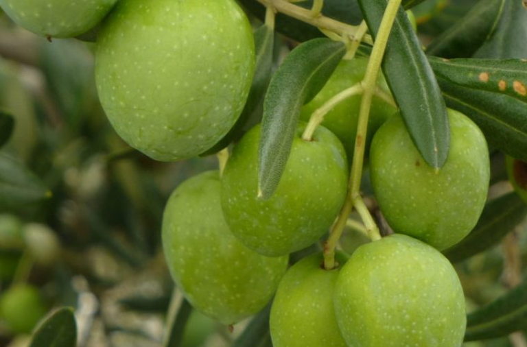 Olive oil