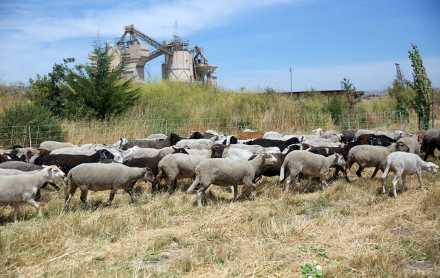 transhumance