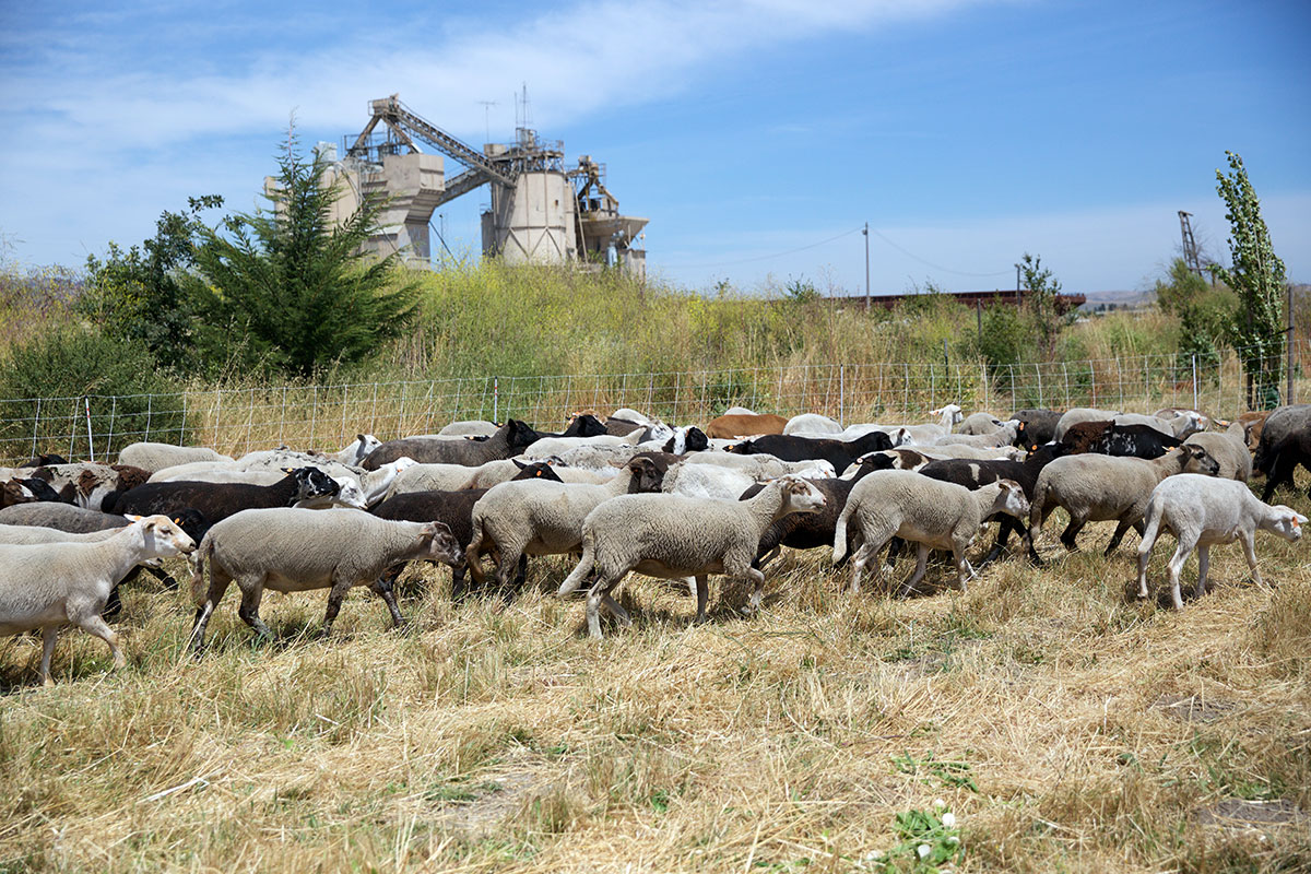 transhumance