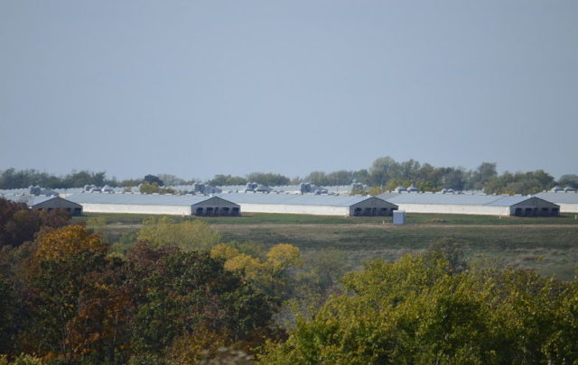 CAFO hog farm