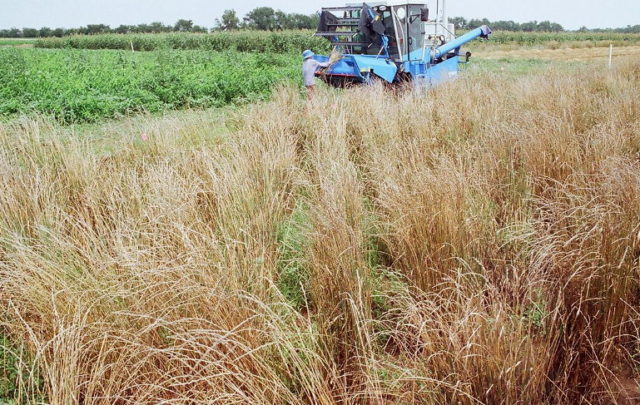 Perennial grain