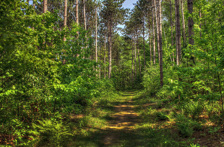 Menominee forest