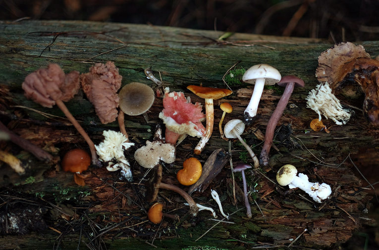 Fungi