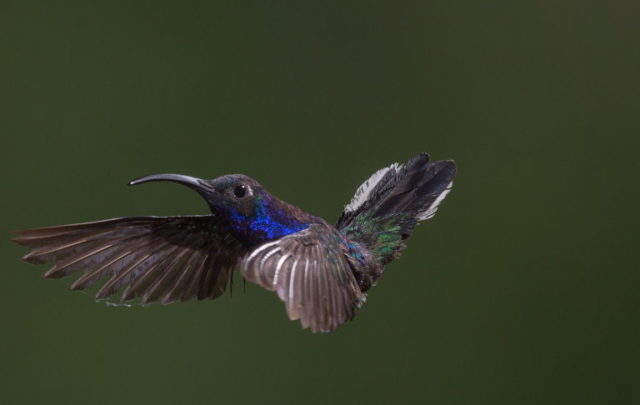 hummingbird