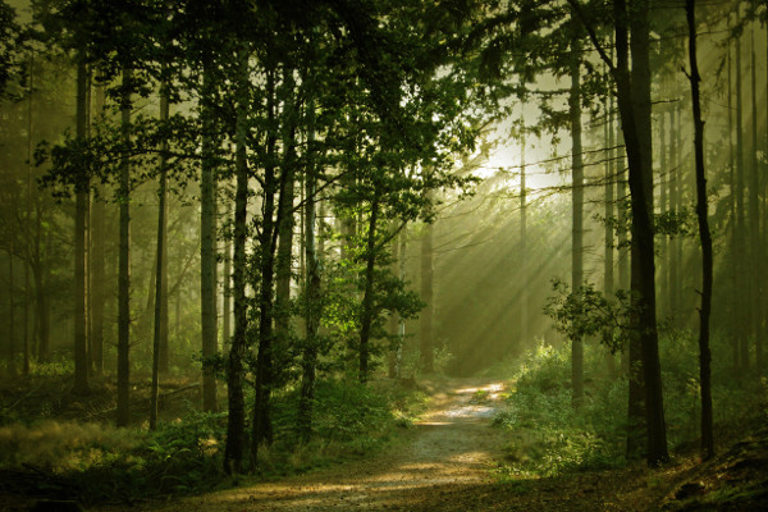 forest
