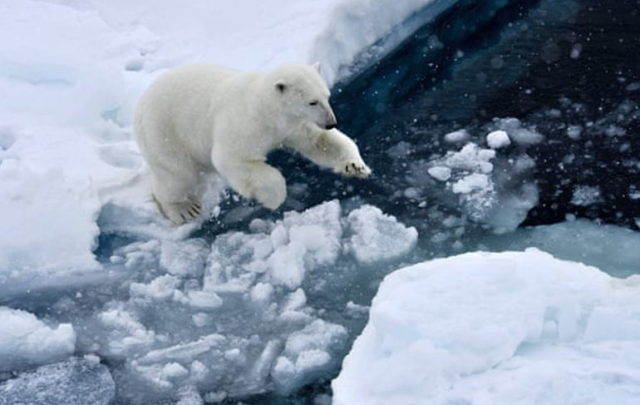 Polar bears