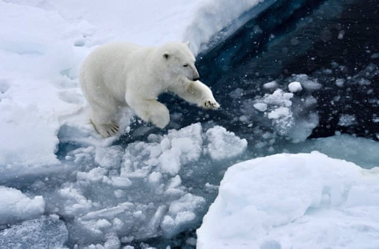 Polar bears