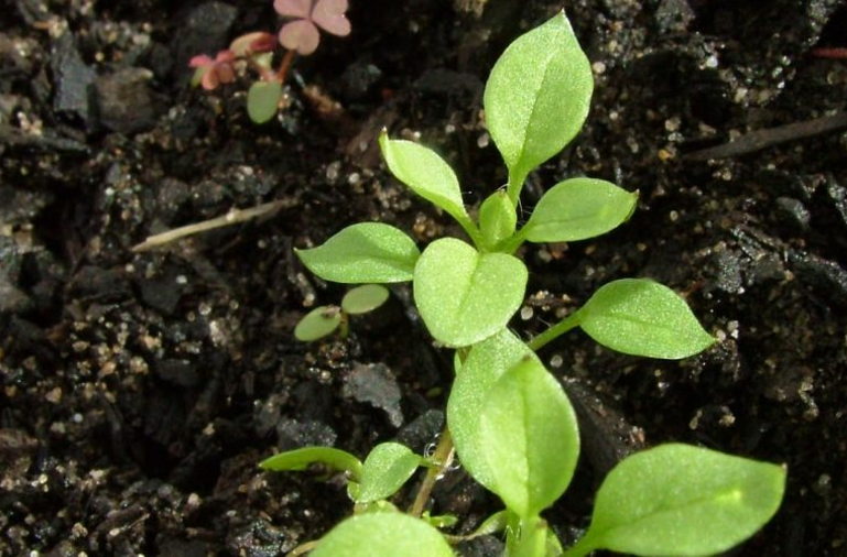 soil