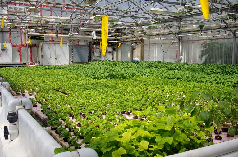 hydroponics