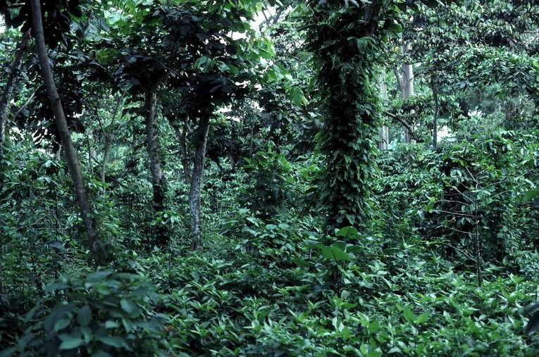 Shade grown coffee