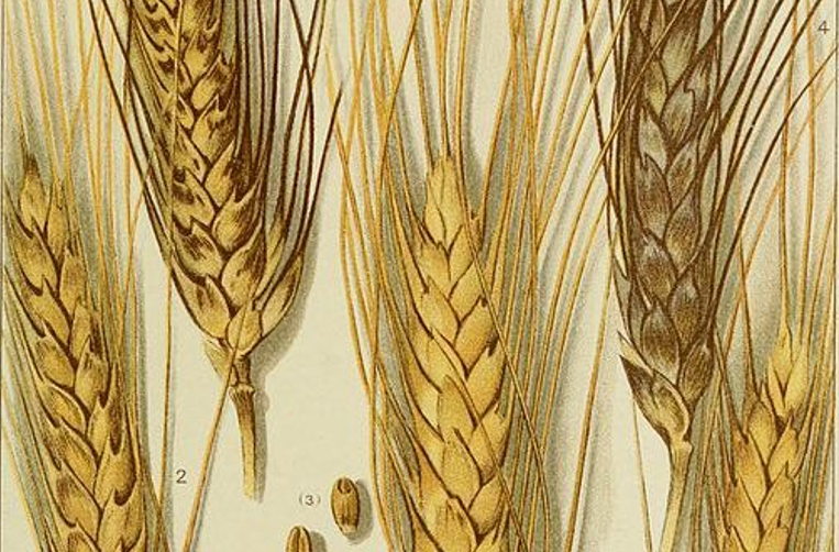 Grain