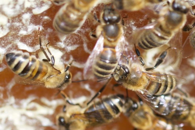 Honeybees