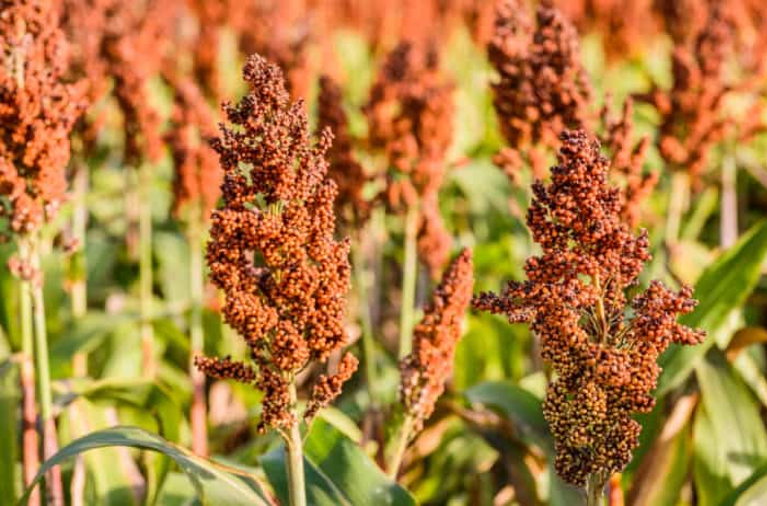 millet