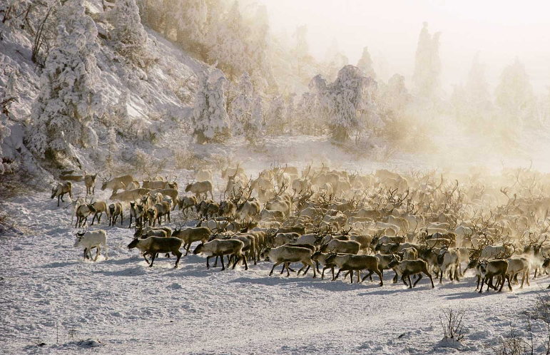 reindeer