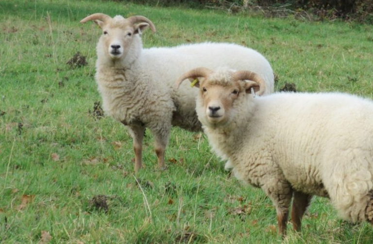 Sheep