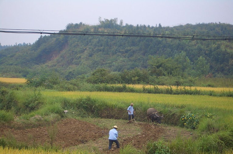 Chinese farmers