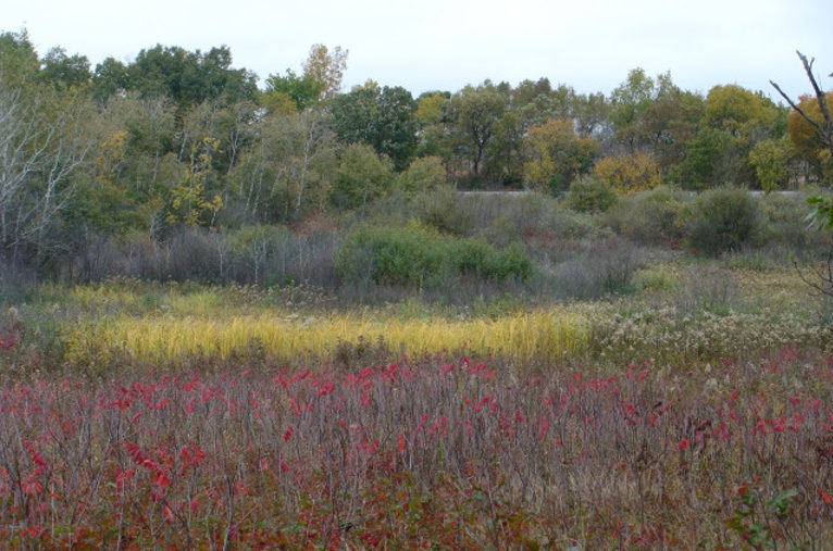Native shrubs