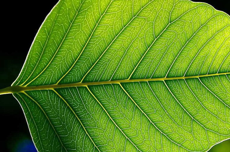 leaf