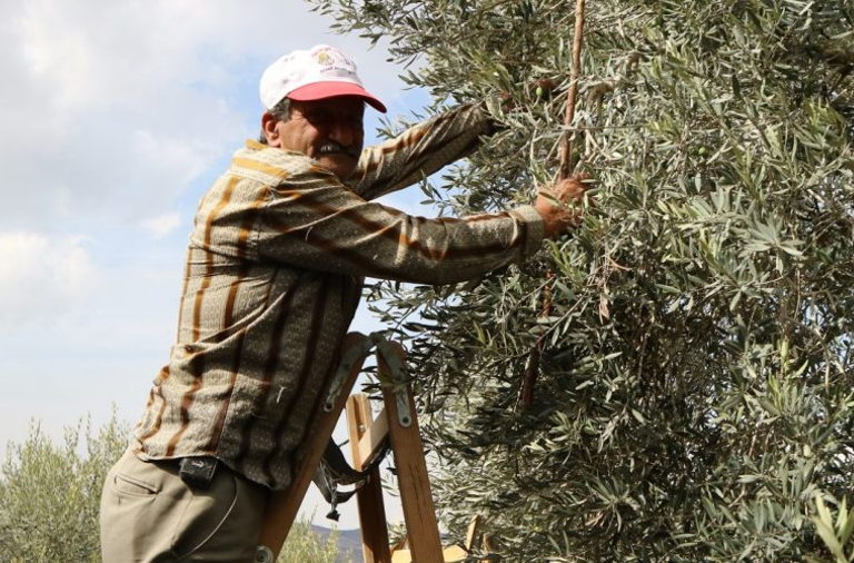Palestine farming