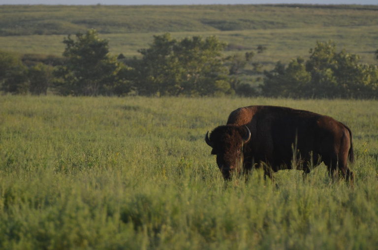 bison