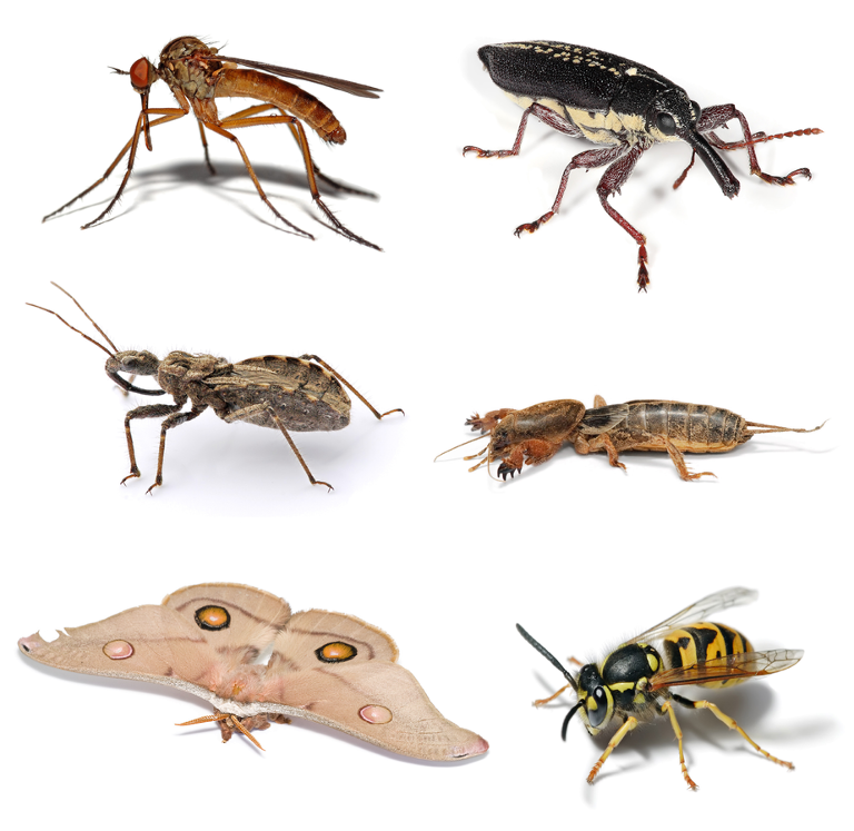 insect collage