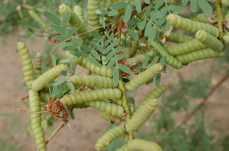 mesquite