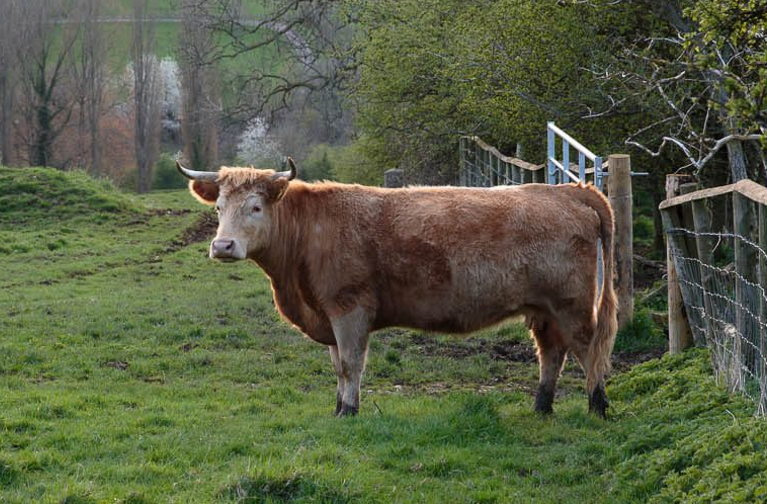 Grass-fed cows