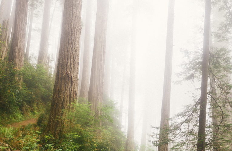 trees