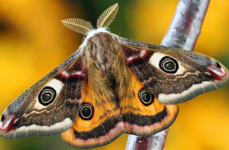 moth