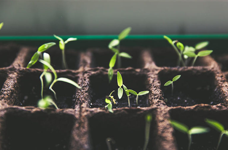 seedlings