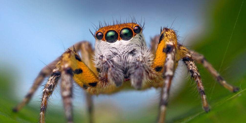 spider