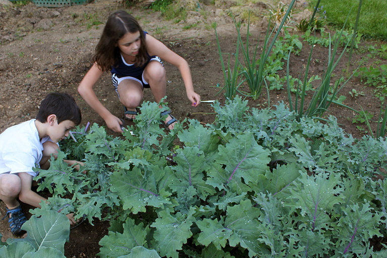 harvesting kale