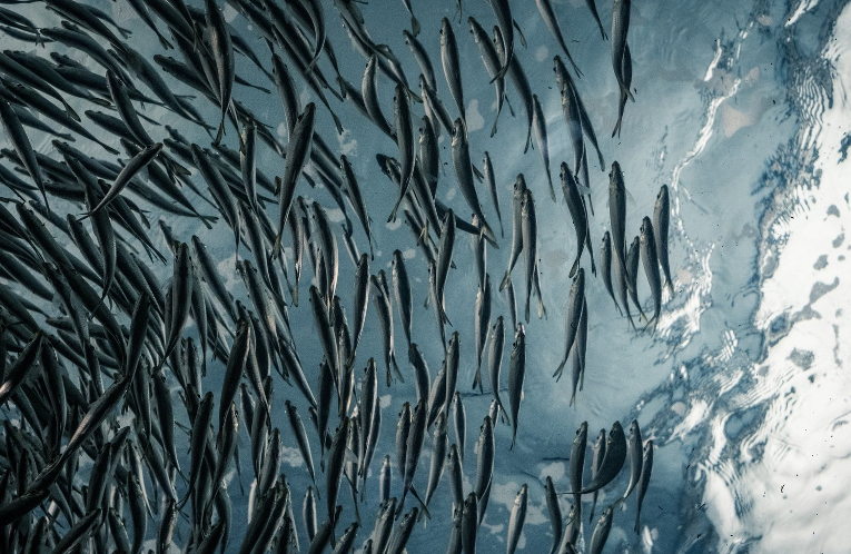 fish