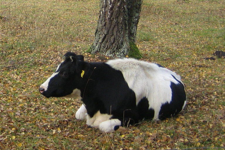 Swedish Friesian