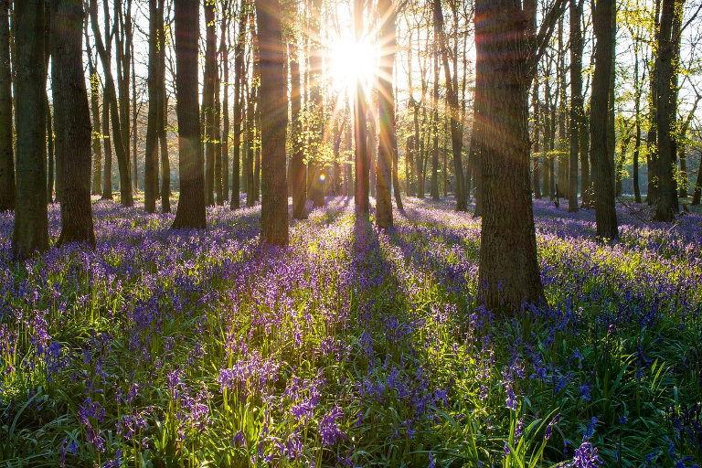 bluebells