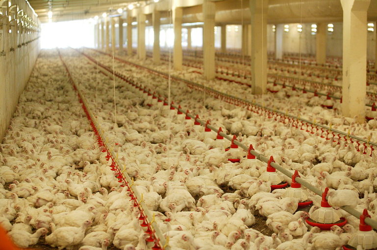 broiler chickens