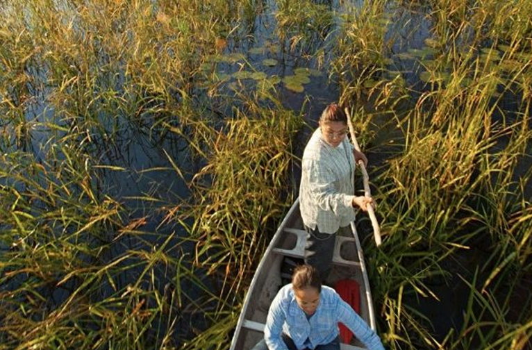 Anishinaabe harvest