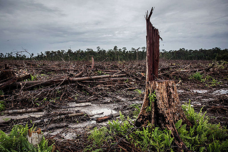 deforestation